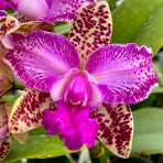 Cattleya Yuan Dung Sweet-Flowering Size